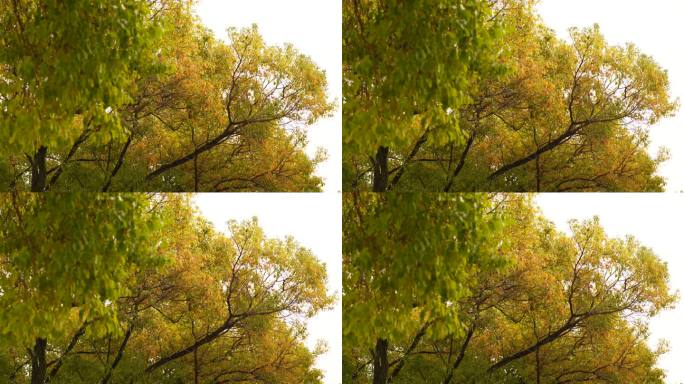 秋天泛黄的树叶秋意来临金黄色叶子意境树林