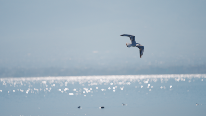 人物 湖面 海鸥