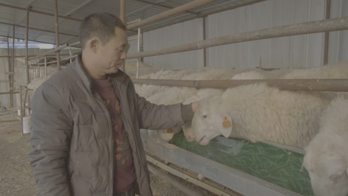 农村羊养殖员农民养羊吃投放饲料喂羊羊圈场