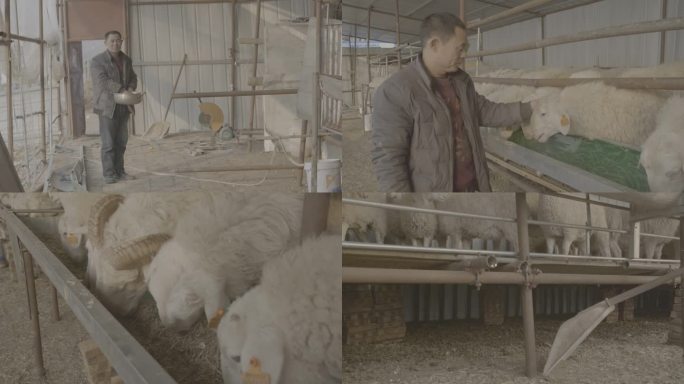 农村羊养殖员农民养羊吃投放饲料喂羊羊圈场