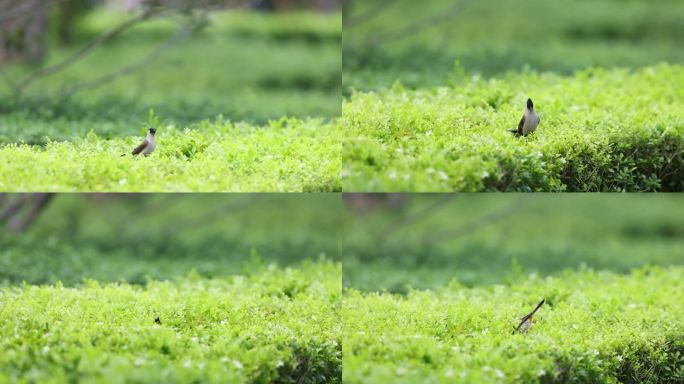 白喉红臀鹎抓虫、食物