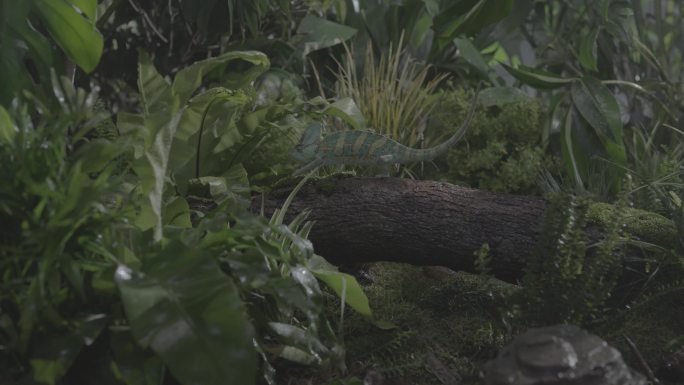 棚拍变色龙蜥蜴在热带雨林中爬行全景