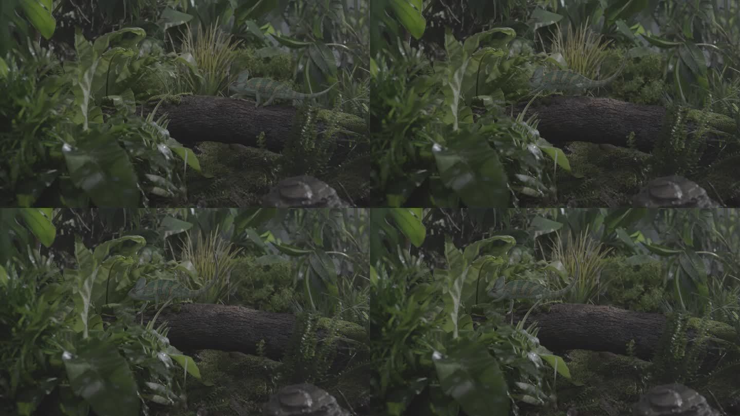 棚拍变色龙蜥蜴在热带雨林中爬行全景