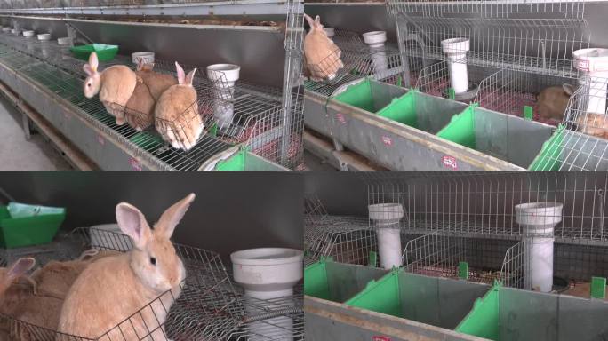 兔舍 黄兔 检查雌兔 外貌 兔子换笼