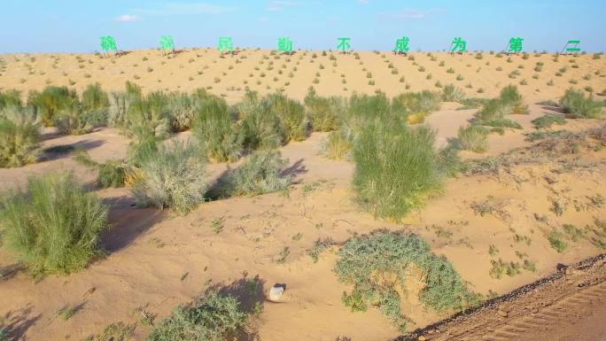 航拍甘肃民勤腾格里沙漠治理梭梭树种植10