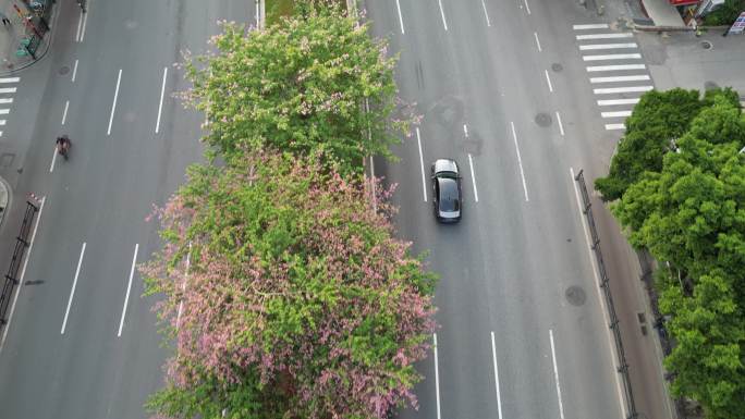 广州疫情空荡无人唯有花开的新港中路街景