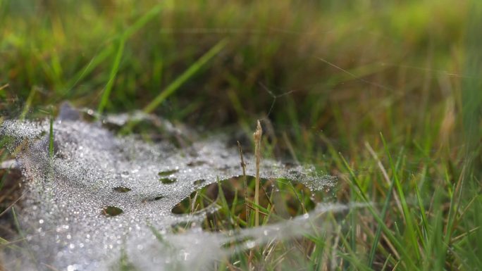 草地蛛网露水露水