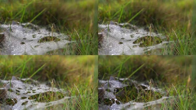 草地蛛网露水露水