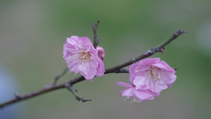 梅花特写