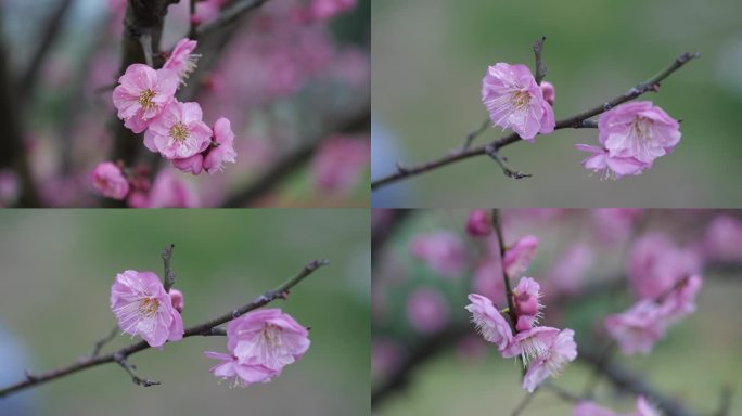 梅花特写