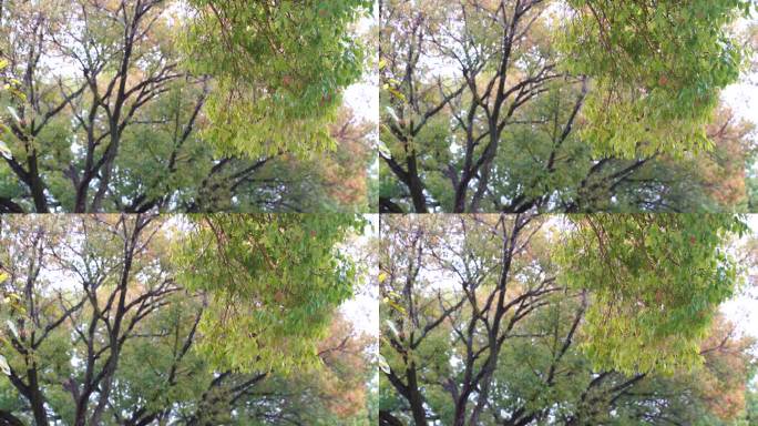 树林特写微风吹树叶树枝茂密森林树林绿色树