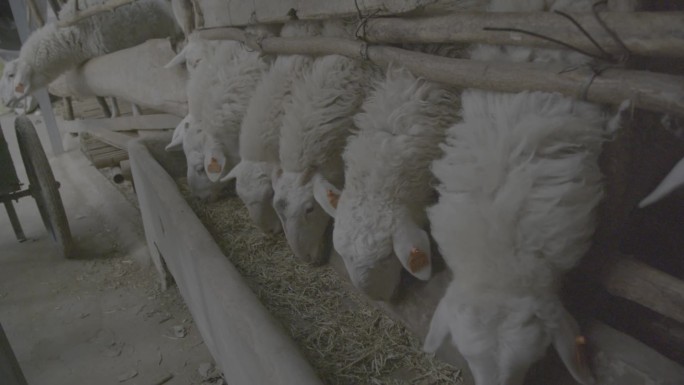 农村民养喂羊养殖羊吃饲料投放
