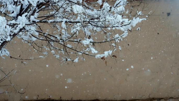 树上 雪花飘落 慢动作 下雪 农村 雪景