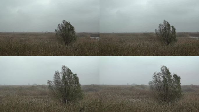 原野、湿地、芦苇荡