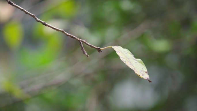 植物 树叶 绿化 绿色 绿树 公园