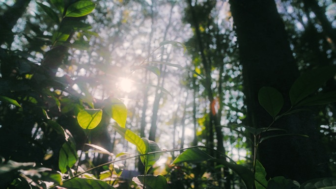 自然树生态早晨绿色树林森林生命力立夏树林