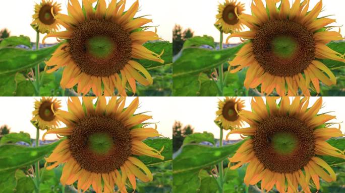 实拍4k向日葵