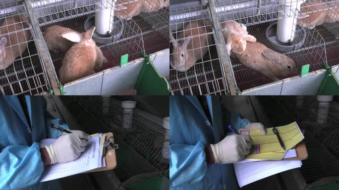 黄兔 成年兔 配种 交配 做记录 贴标签