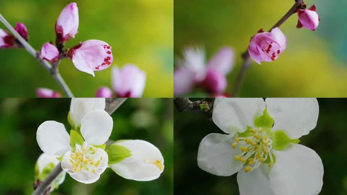 春天百花齐放花开延时特写春暖花开