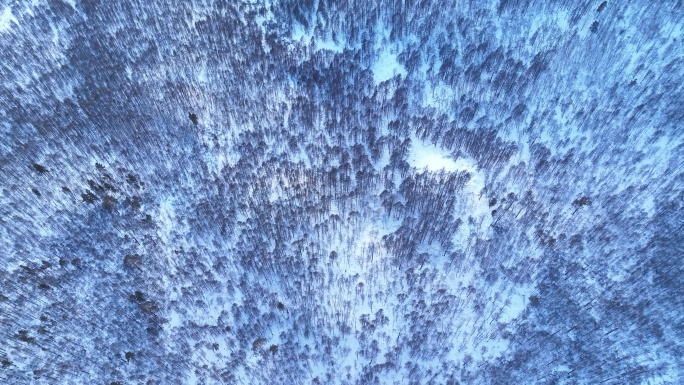 鸟瞰4K林海雪原