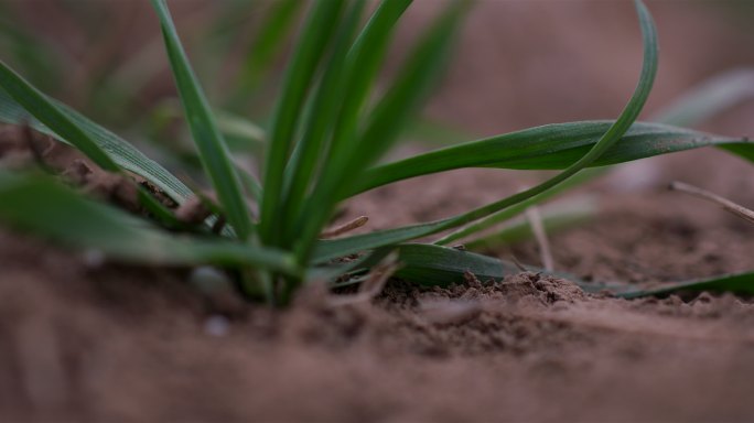 撒化肥麦田 雨水