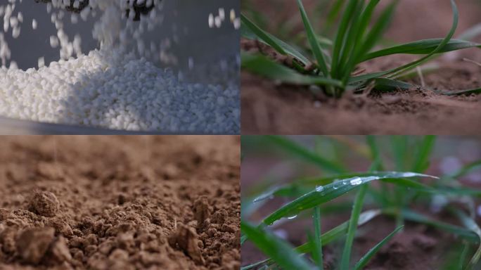 撒化肥麦田 雨水