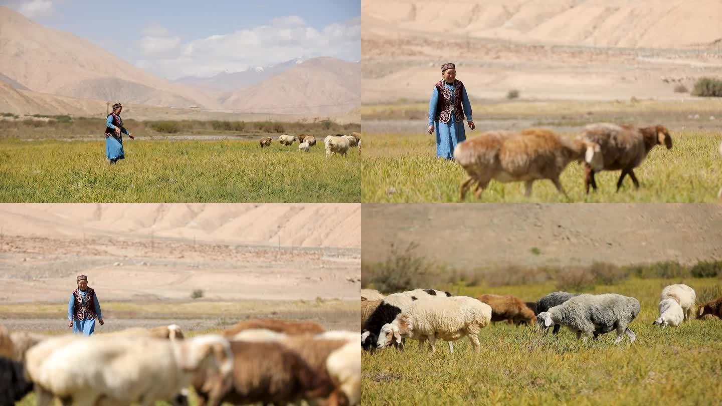 新疆牧民奶奶高山草场牧羊赶羊2