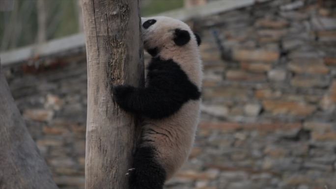 熊猫犹在爬树