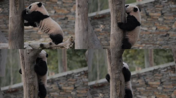 熊猫犹在爬树