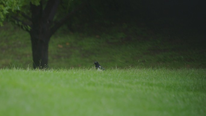 4K雨中鸟飞