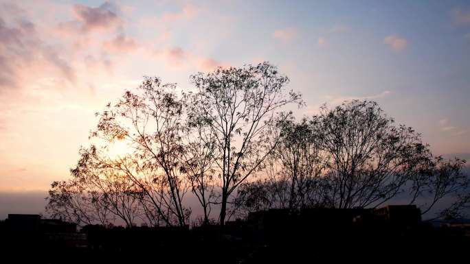 树枝上的夕阳光景/树枝上的唯美夕阳