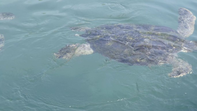 广东惠州双月湾海龟湾海龟