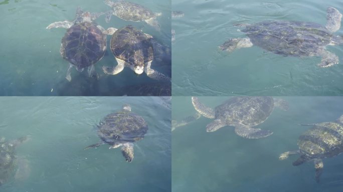 广东惠州双月湾海龟湾海龟