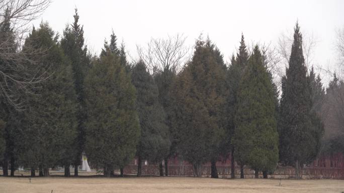 下雪天一排松树雪沫飞扬