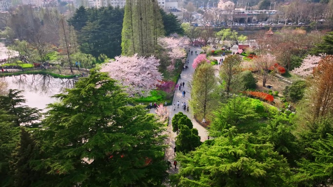 青岛中山公园樱花