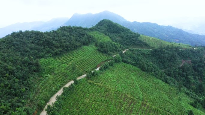 益阳安化茶园航拍