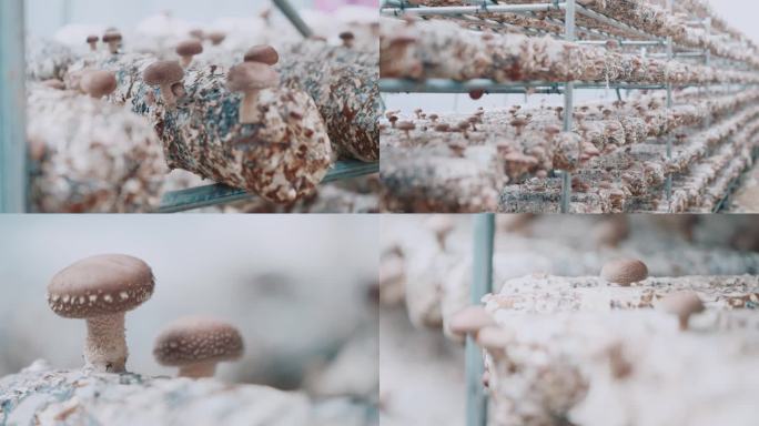 4K蘑菇种植香菇种植大棚乡村振兴3