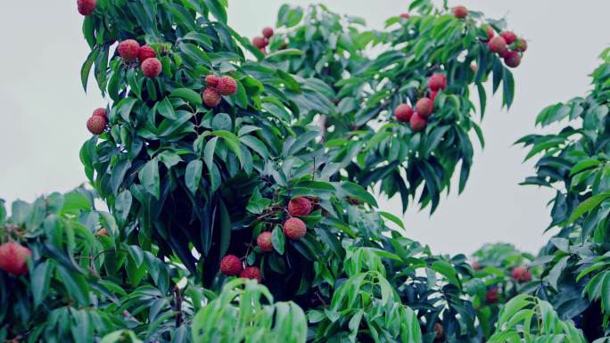 荔枝挂满枝头4K高清素材