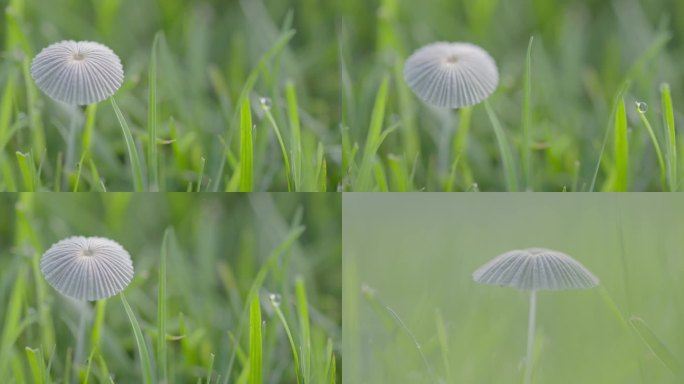 4K清晨蘑菇小草露珠雨水雨滴