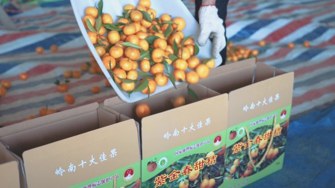 【4K】农民采摘橘子桔子丰收加工包装过程