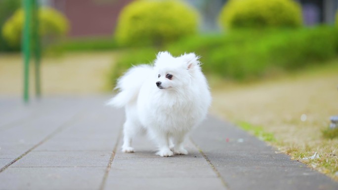 高清宠物萌宠狗狗升格空镜头