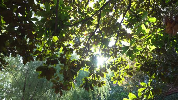 4k阳光透过树叶树叶逆光唯美空境树林森林