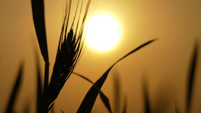 麦苗油菜剪影怀旧逆光夕阳黄昏伤感日出落日