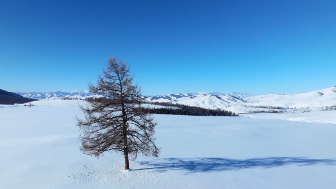 冬季新疆森林雪景