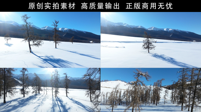冬季新疆森林雪景