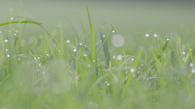 4K清晨小草露珠雨水雨滴