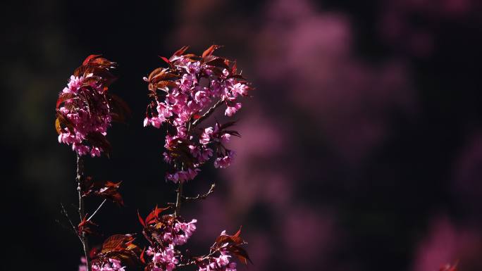 冬季盛开的樱花