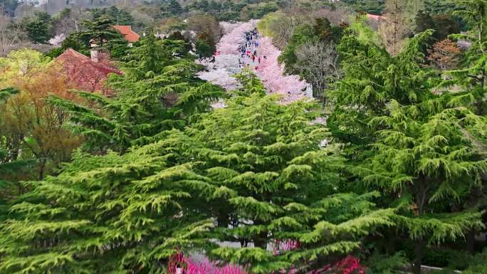 青岛中山公园樱花