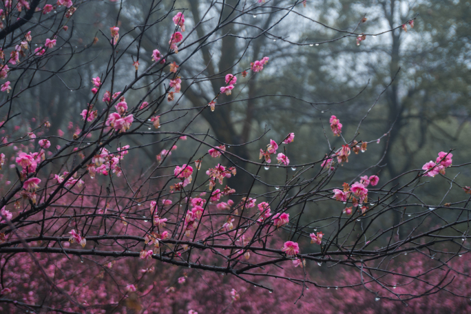 岳麓山梅花开放