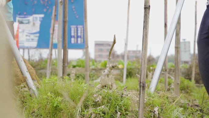 广西葛根基地实拍挖掘视频